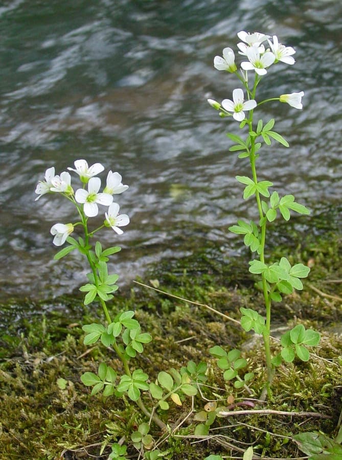 Cardamine amère en pleine floraison le long d'un ruisseau, avec de petites fleurs blanches et des feuilles pennées