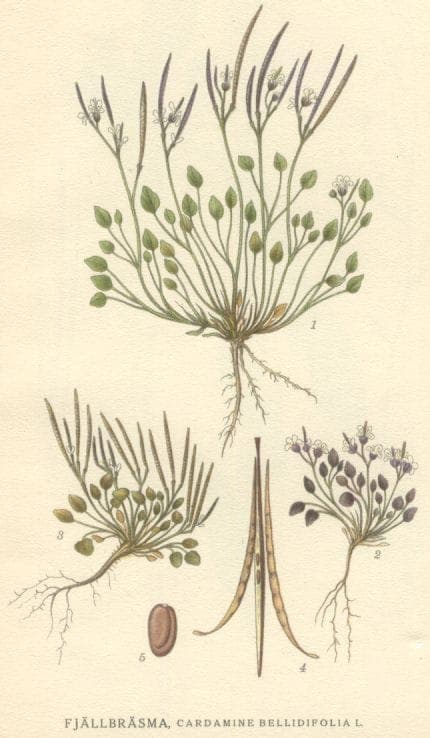 Cardamine bellidifolia with white flowers and small green leaves