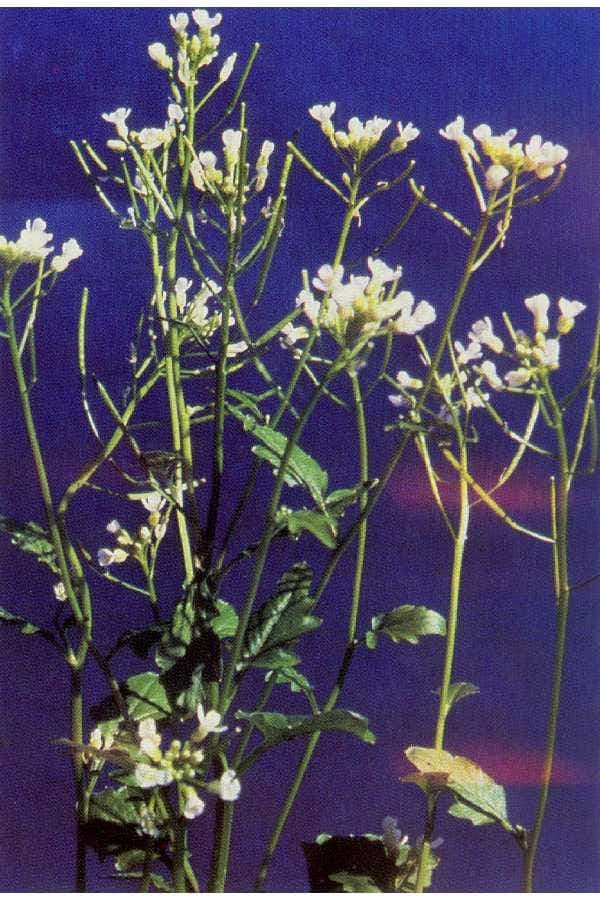 Cardamine breweri avec ses petites fleurs blanches en sous-bois