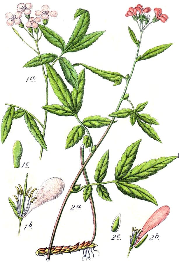 Coralroot bittercress in a forest setting with purple flowers and bulbils along the stems