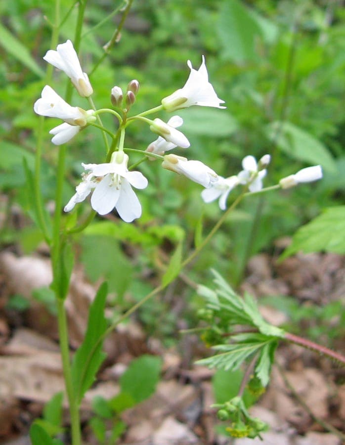 Cardamine bulbosa avec ses fleurs blanches printanières en sous-bois