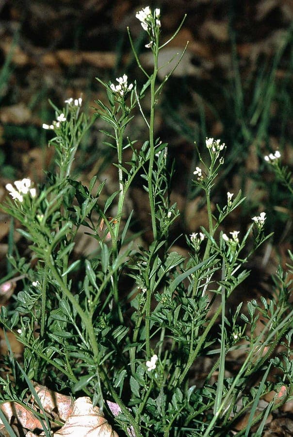 Cardamine des bois en milieu forestier avec de délicates fleurs et feuilles dentelées
