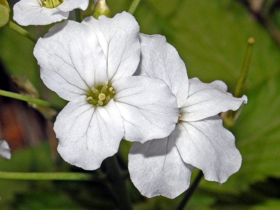 White flowers of Pinnate Coralroot