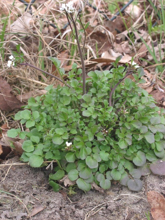 Cardamine hirsute aux petites fleurs blanches poussant entre les dalles d'une terrasse humide