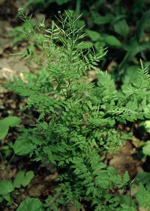 Narrow-leaf bittercress in a woodland setting with pale green flowers among moss and leaf litter