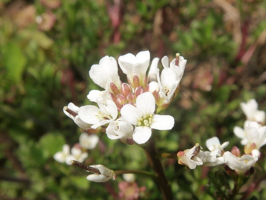 Cardamine occulta Verstecktes Schaumkraut mit kleinen weissen Bluten in einem schattigen Garten