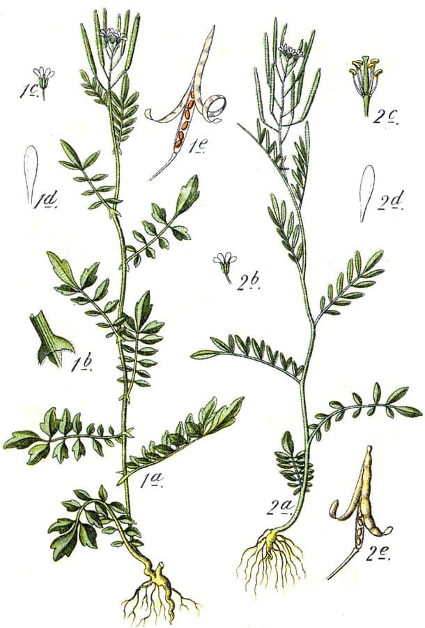 Cardamine parviflora flower