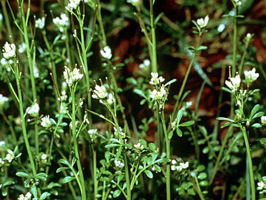 Cardamine pensylvanica met fijne bladeren en kleine witte bloemen