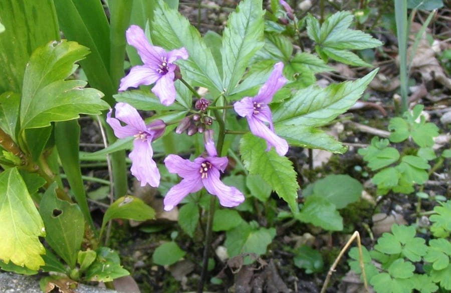 Purple flowers of Five-leaflet Bitter-cress