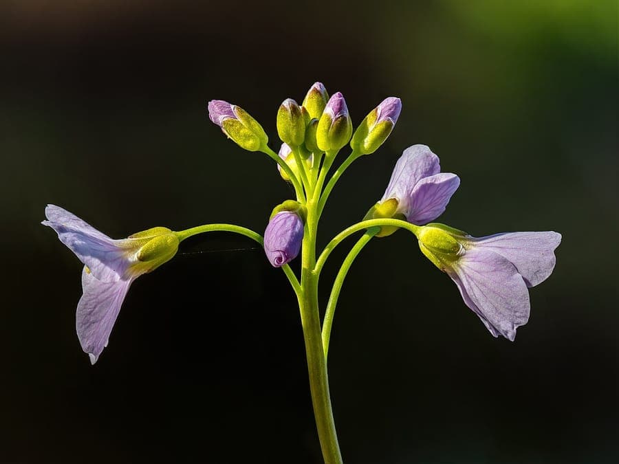 Pink flowers of Meadow cress blooming in a wet meadow, emerging among early grasses
