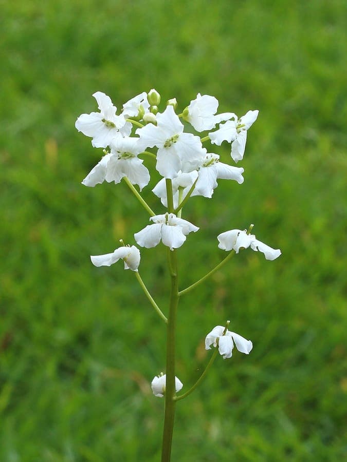 White-flowering Cardamine trifolia in spring landscape
