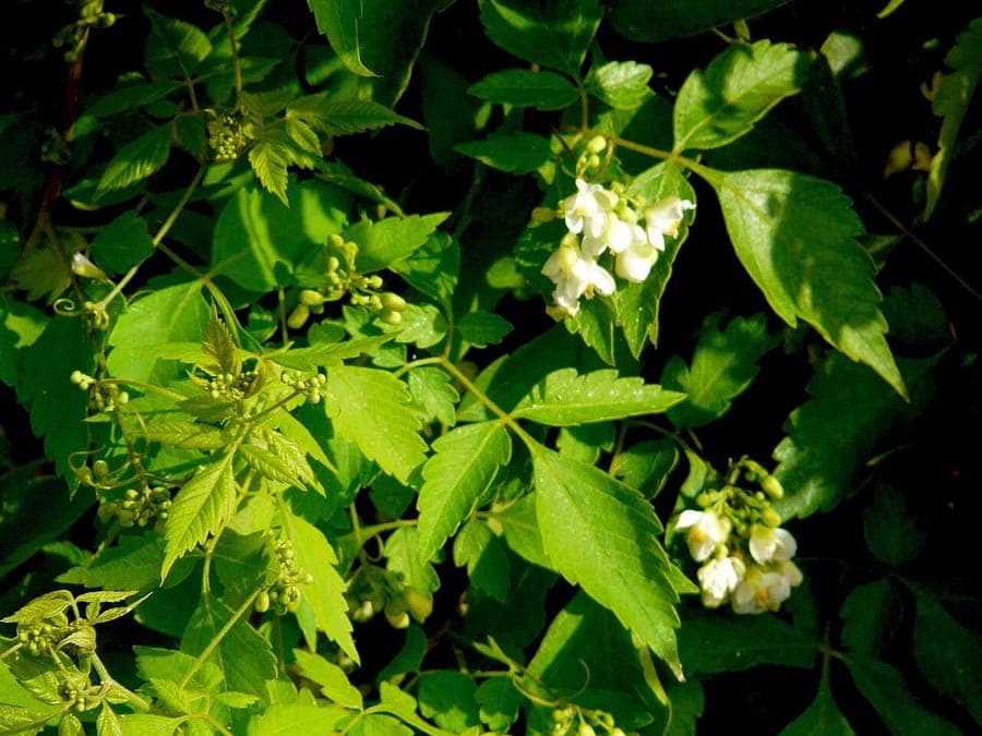 Hartzzaad plant met karakteristieke blaasachtige vruchten
