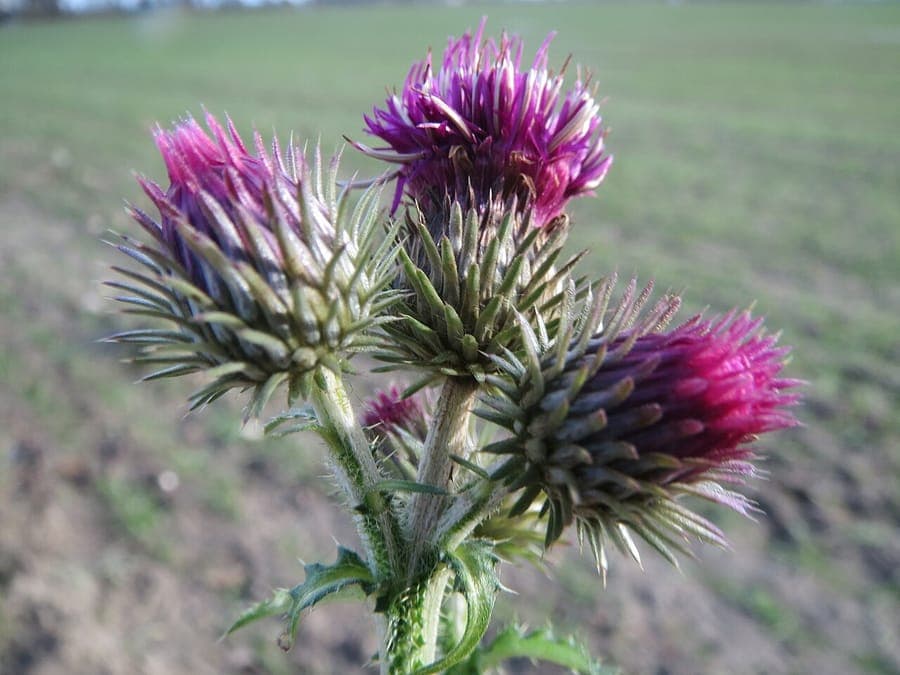 Welted thistle in full bloom on a dry meadow with bees feeding on the flowers