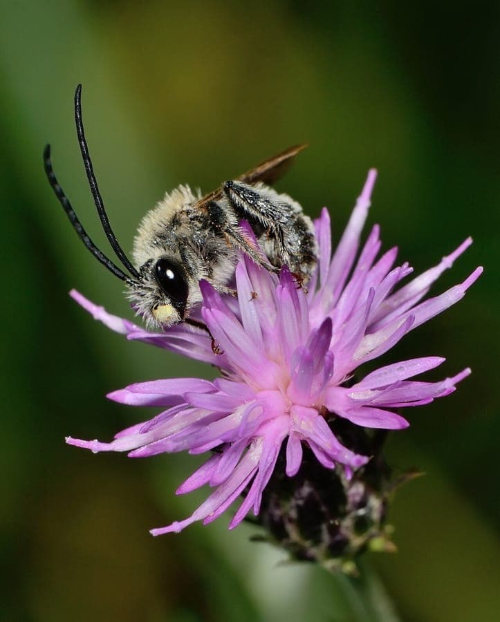 Carduus argentatus with silvery foliage and purple flower
