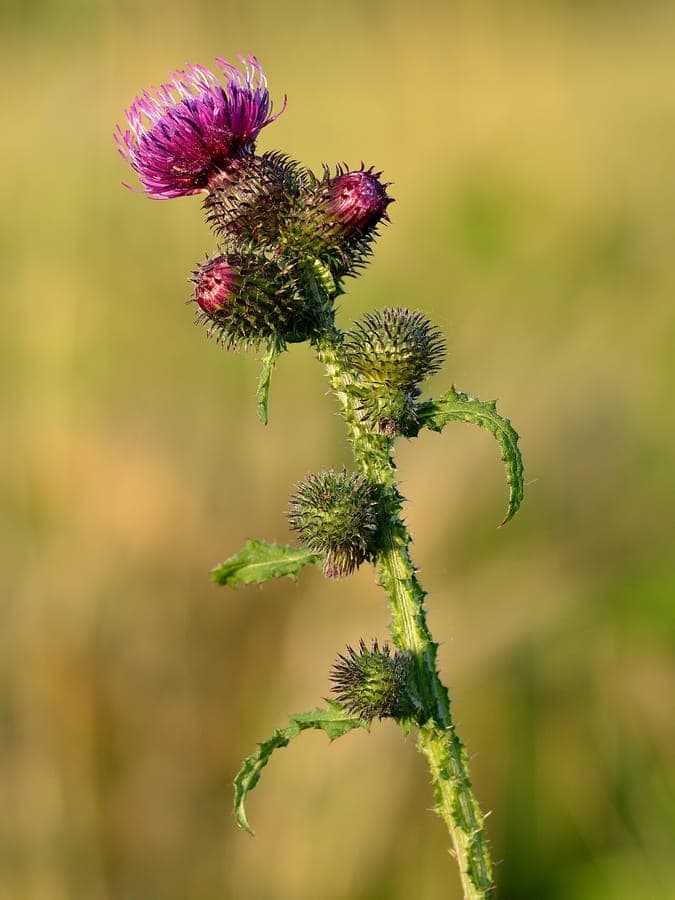 Purple thistle head of Carduus crispus with curled wavy leaves