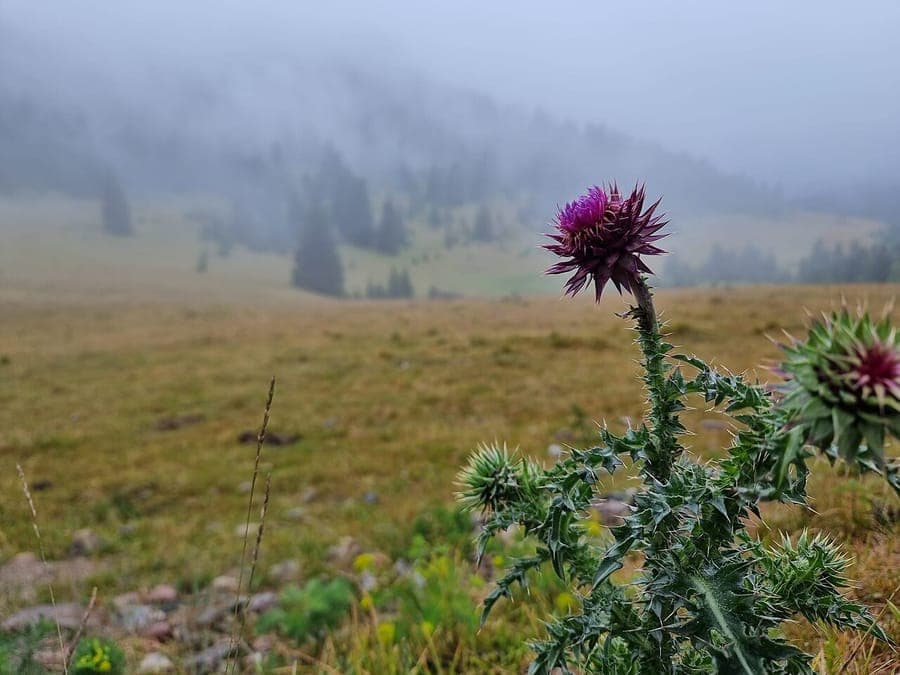 Musk thistle (Carduus nutans) displaying characteristic nodding purple flower head and spiny stem leaves