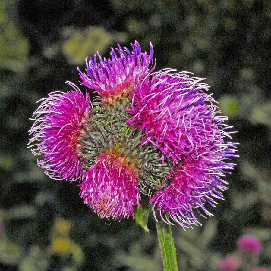 Purple flowers of Carduus personata on spiny stem