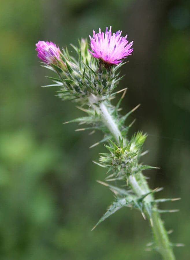 Carduus pycnocephalus flower