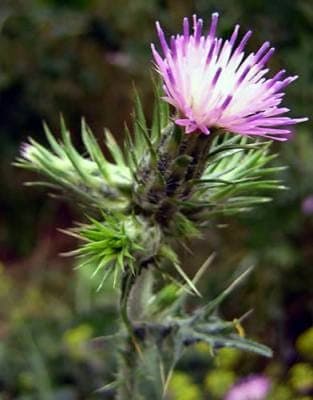Chardon fin aux fleurs violettes