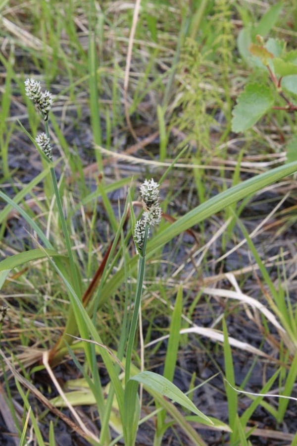 Carex adelostoma plant met fijne bladeren in alpine setting