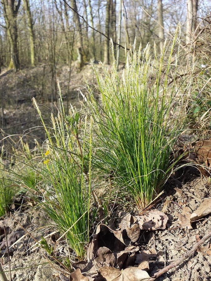 White sedge (Carex alba) in a woodland edge garden, showing fine green foliage and soft flowering stems