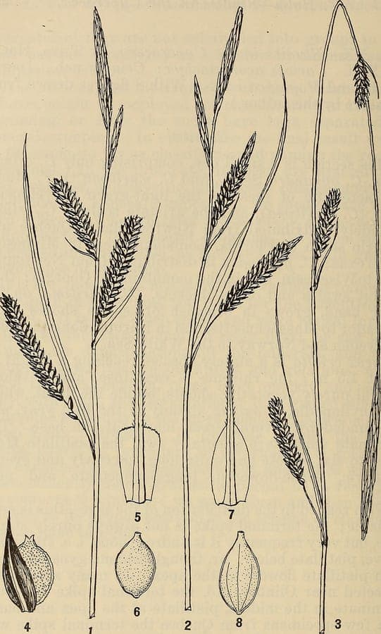Carex aperta with green leaves and brown flower spikes along a waterside