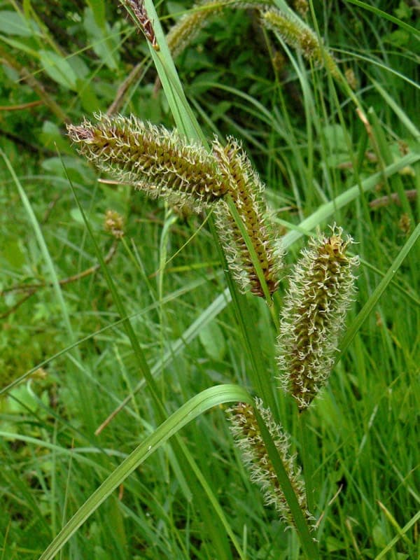 Wasser-Segge am Ufer eines Teichs in einer naturnahen Gartengestaltung