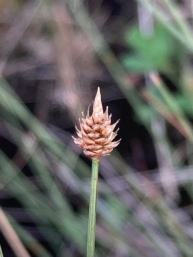 Carex arctogena sedge in alpine habitat