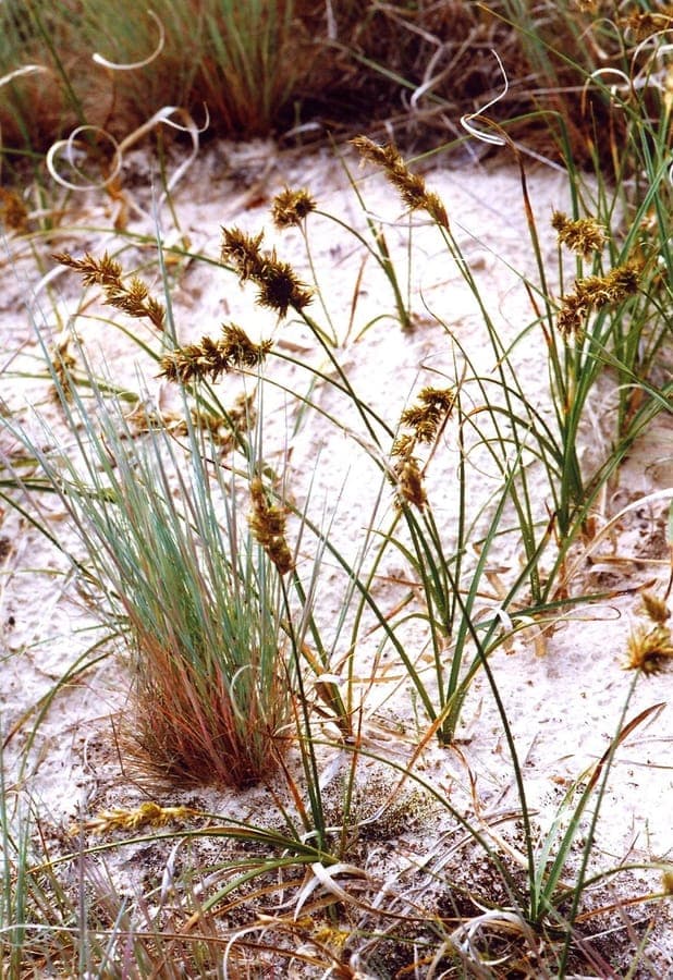 Zandzegge (Carex arenaria) in natuurlijke duinomgeving met zilvergrijze bladeren en lichte bloeistengels