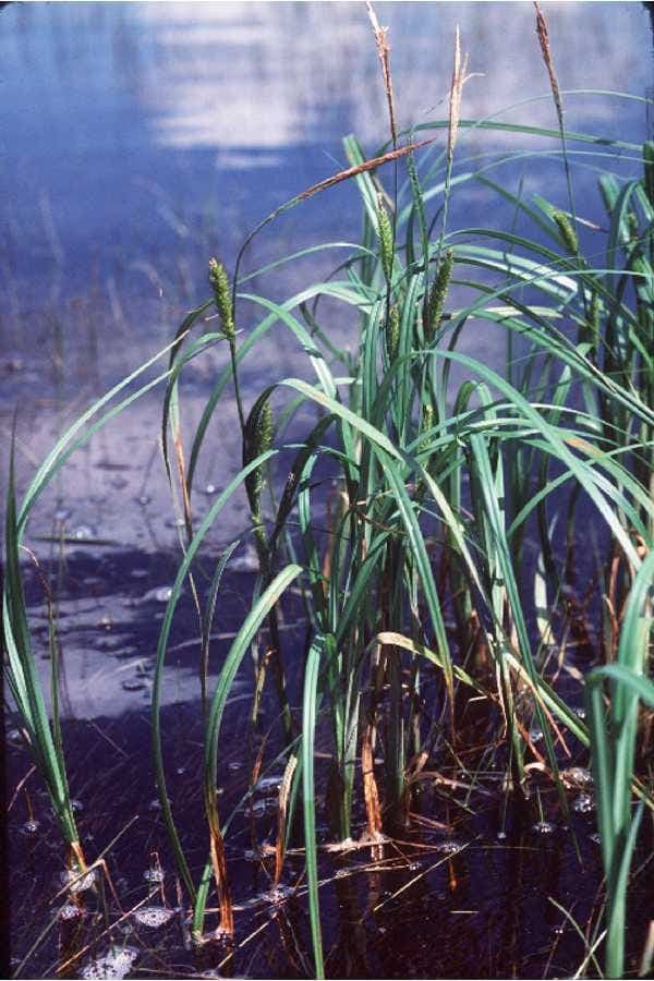 Feines grünes Laub und braune Blütenstände von Carex atherodes