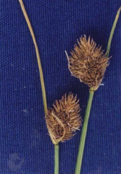 Carex athrostachya, de slenderbeak-zegge met fijne groene halmen