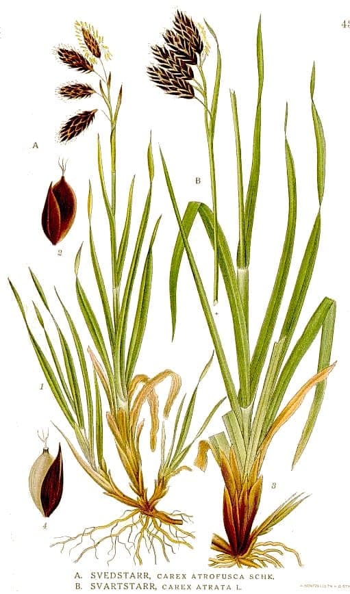Black alpine sedge (Carex atrata) in natural habitat with dark, arching foliage