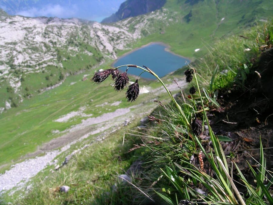Carex atrofusca in a damp meadow, showing dark brown flower spikes and fine green foliage