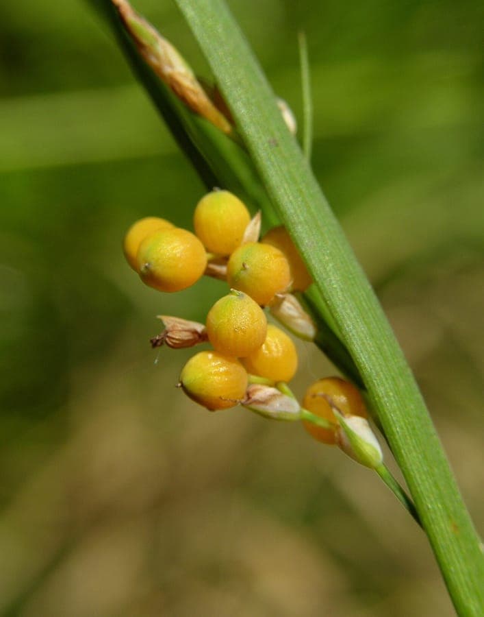 Carex aurea Pflanze
