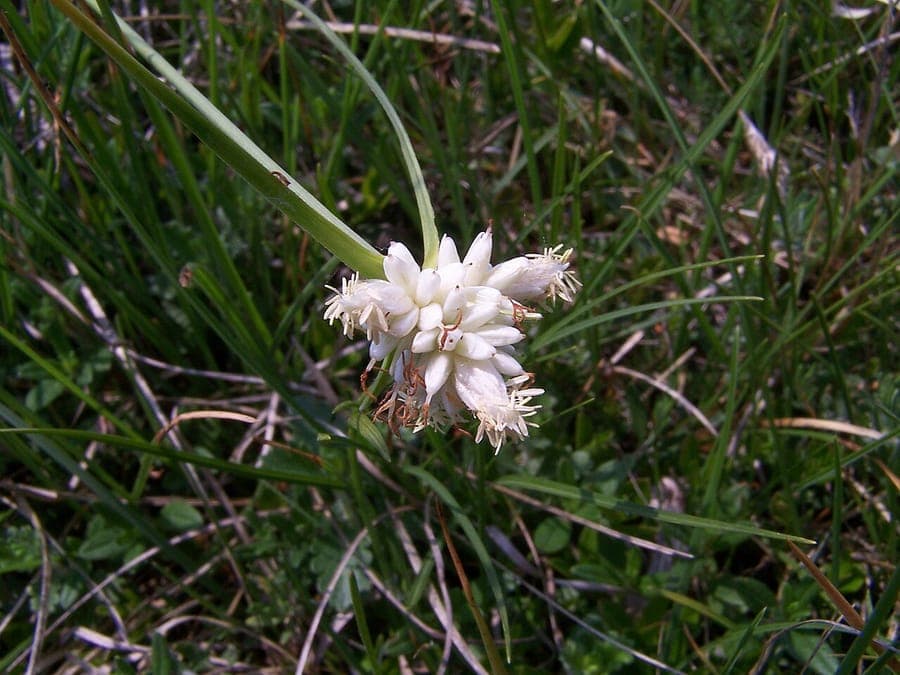 Carex baldensis mit feinem grunlichem Graslaub in Bergumgebung