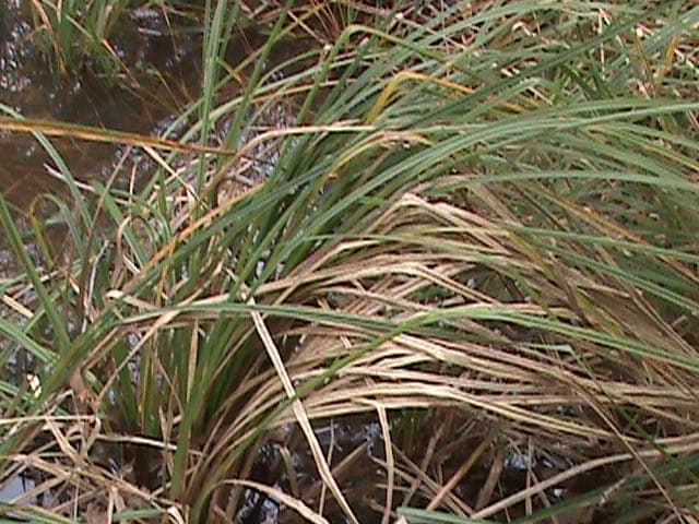 Carex barbarae with fine-textured foliage and compact habit