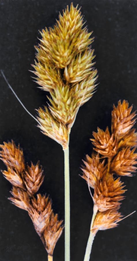 Carex bebbii plant met fijne bladeren