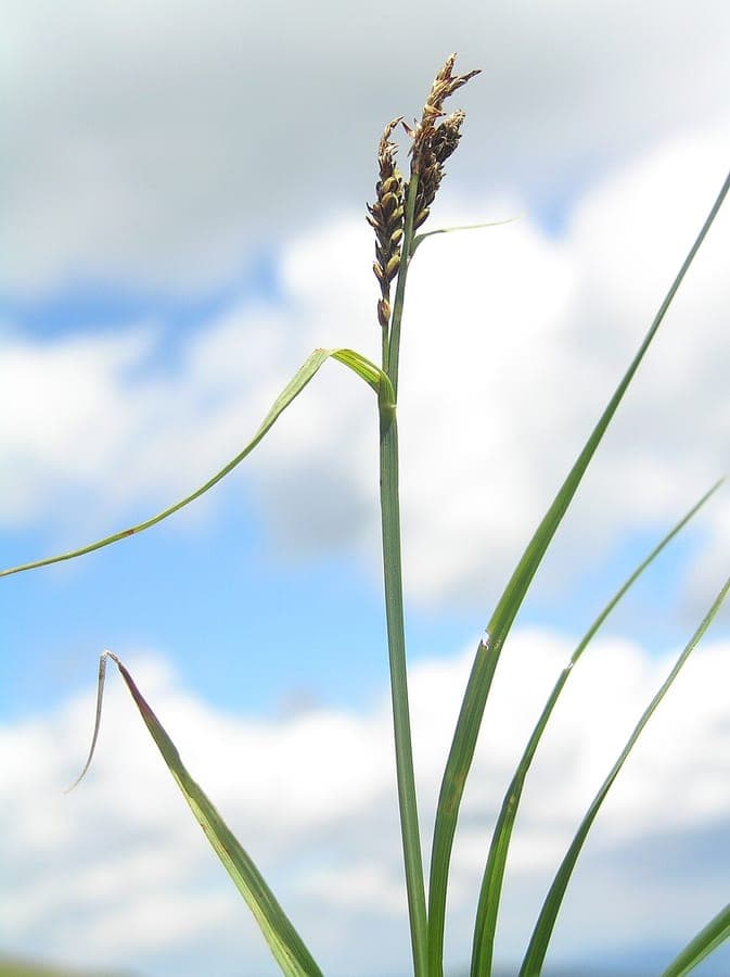 Carex bigelowii in feuchtem, schattigem Habitat mit aufrechtem grünem Laub und unauffälligen Blütenständen