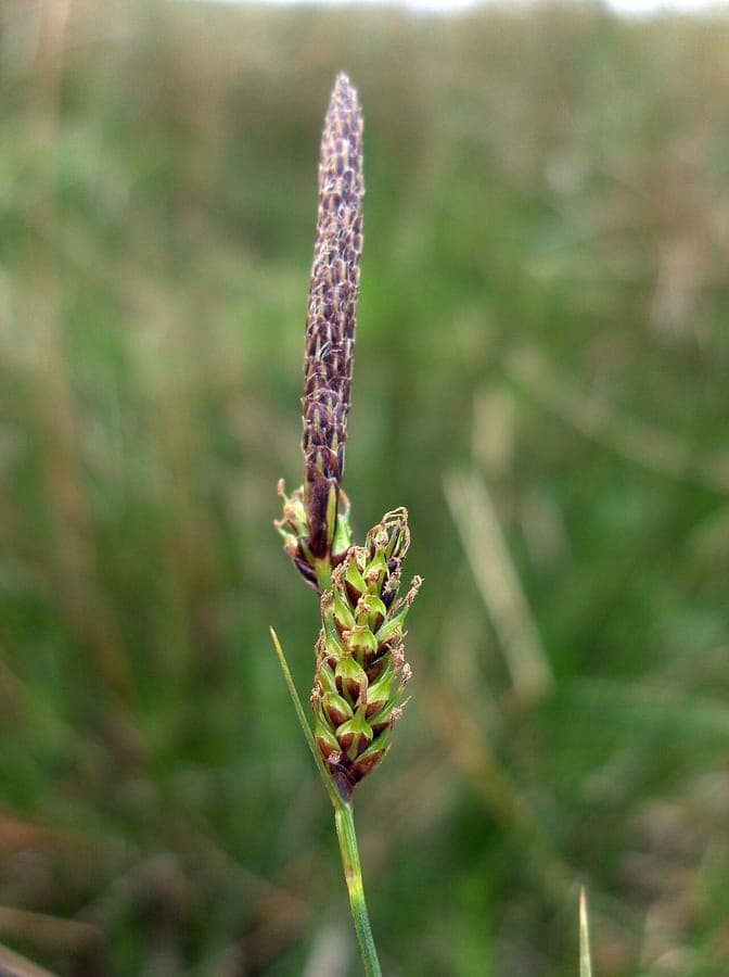 Green-ribbed sedge in a damp, partially shaded spot among heathland plants