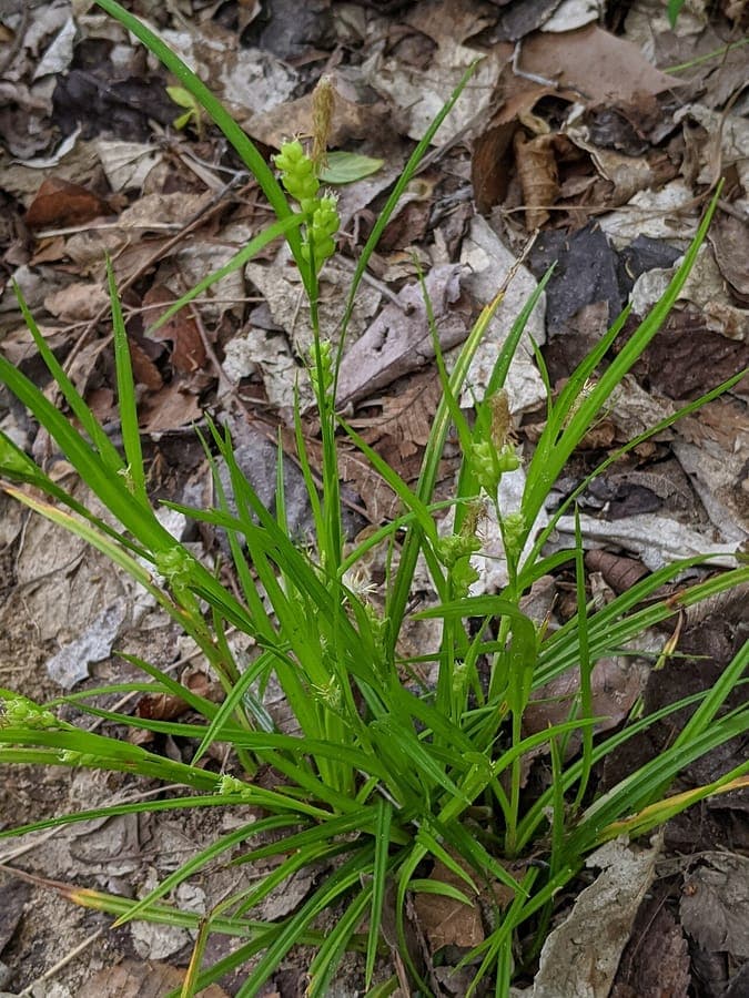 Colonie Carex blanda avec feuillage fin gris-vert et épis discrets sur sol forestier
