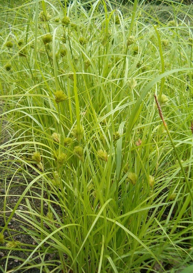 Green flowering spikes of Carex bohemica in a moist garden bed, fine-textured foliage