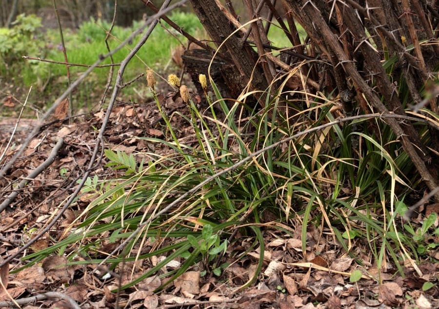 Carex brevicollis zegge met bruine bloeiwijzen