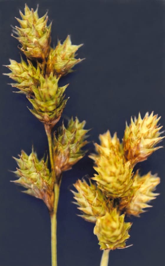 Carex brevior Pflanze mit feinem grunem Laub in Gartenumgebung