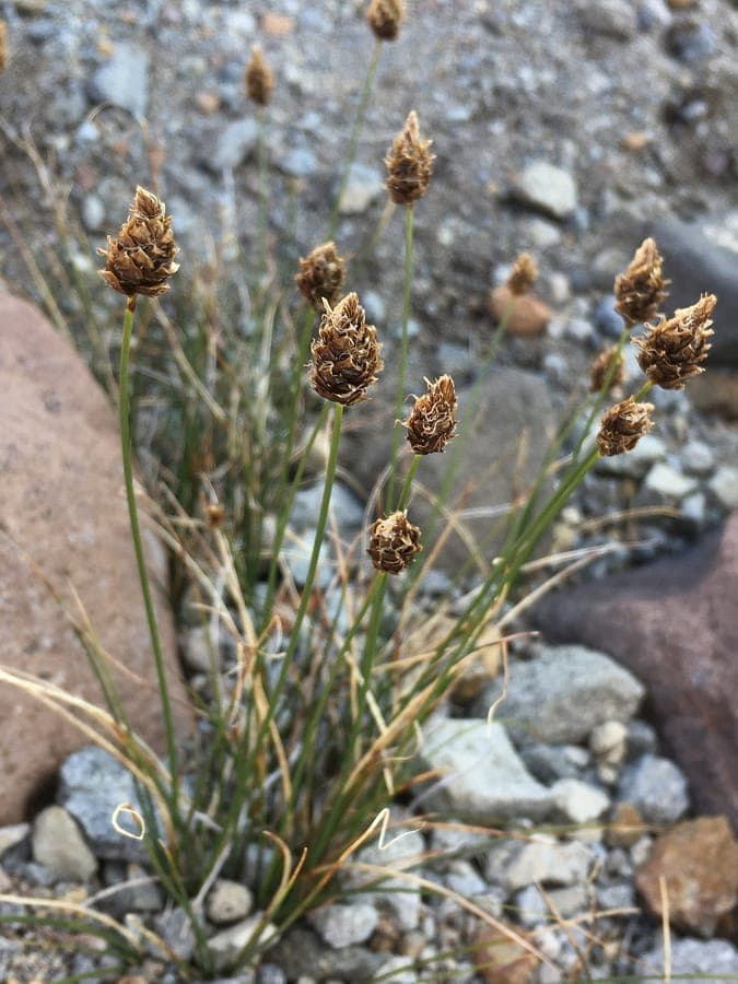 Brewer's sedge in its natural growth pattern