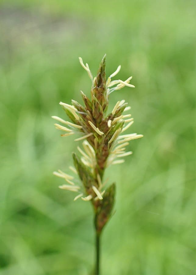 Alpine-grass (Carex brizoides) in a woodland setting with delicate, arching flower spikes