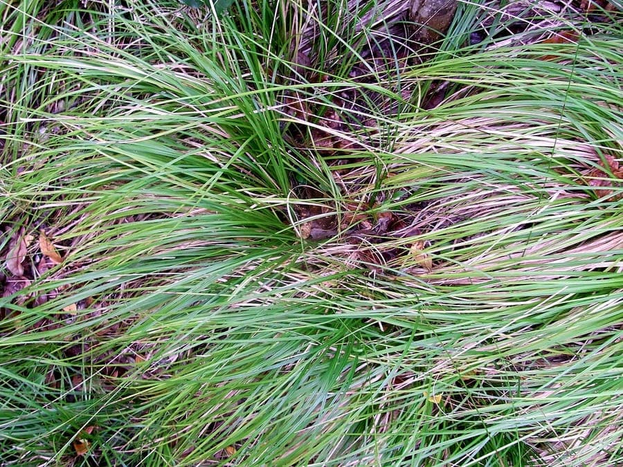Carex brunnea mit grazilem, fontanenartigen Wuchs