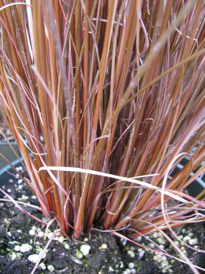 Carex buchananii mit kupferfarbenen Blättern in einer trockenen Gartensituation