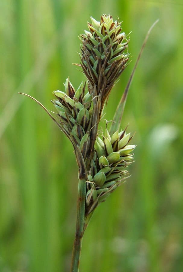 Carex buxbaumii im natürlichen Lebensraum mit braunen Blütenständen im Mai