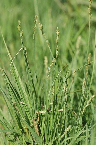 Silvery sedge growing naturally along the edge of a pond