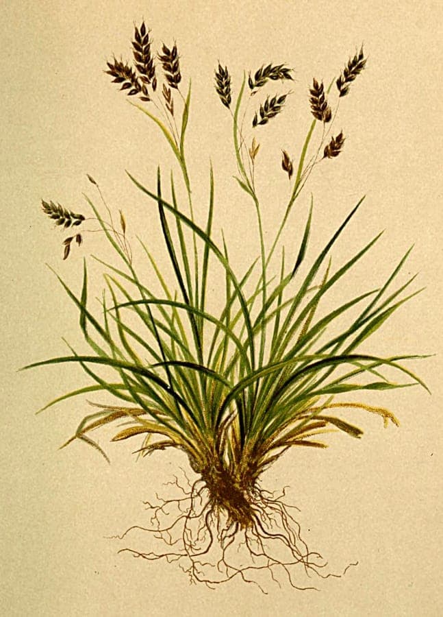 Carex capillaris in natural setting with fine green foliage and light brown flower stems
